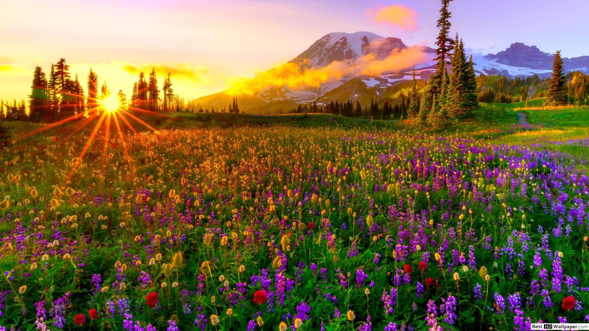 Spring Meadow With Flowers , HD Wallpaper & Backgrounds