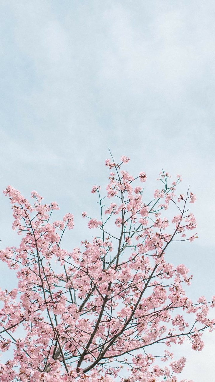 Japan Sakura Wallpaper - Aesthetic Cherry Blossom , HD Wallpaper & Backgrounds