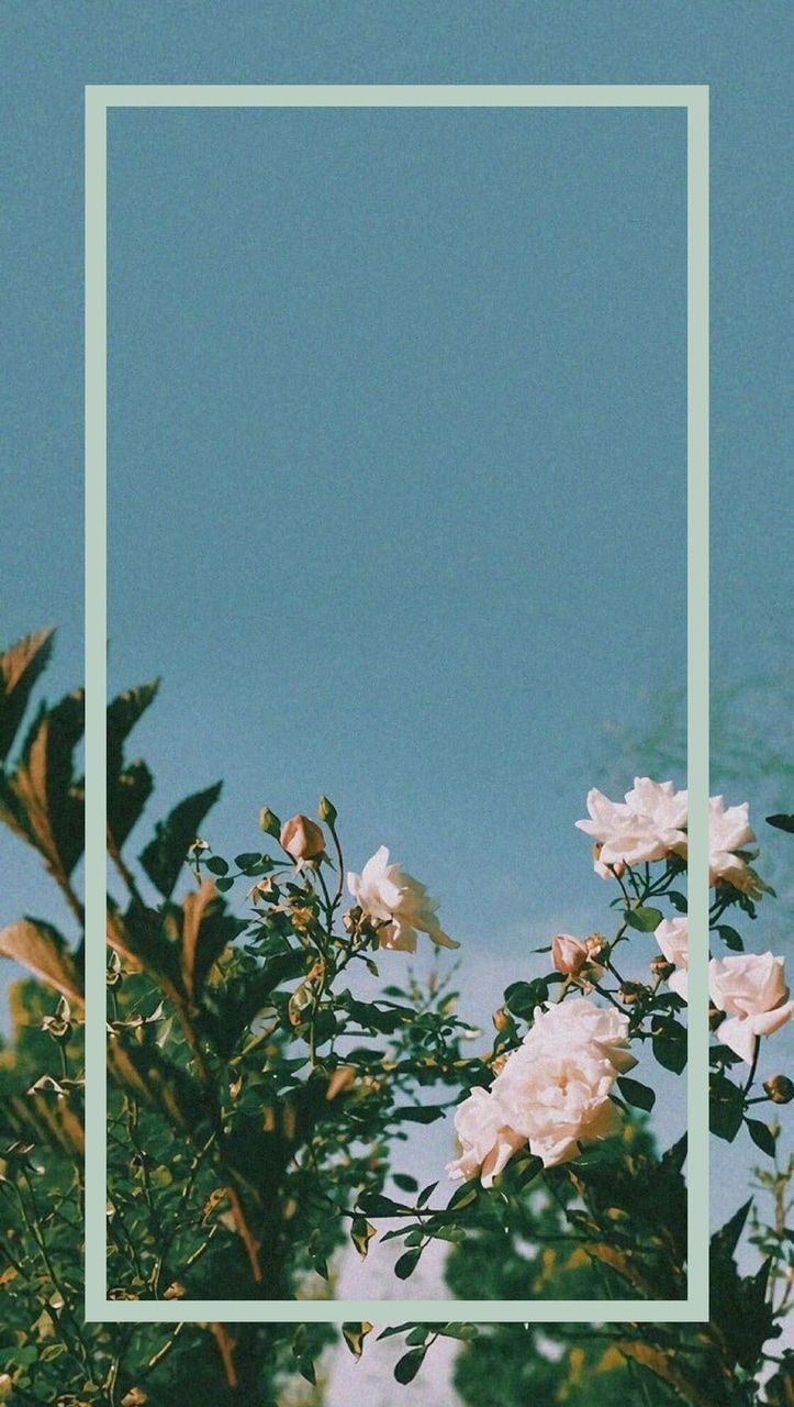 Background Flower Aesthetic Hd Wallpaper Backgrounds Download Background Flower Aesthetic Hd Wallpaper Backgrounds Download
