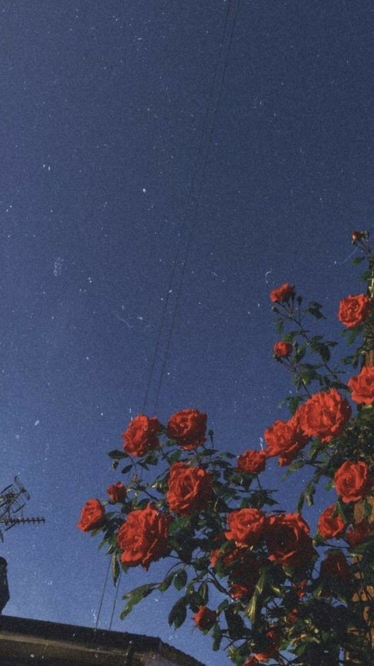 Juice Wrld Wallpaper Roses , HD Wallpaper & Backgrounds