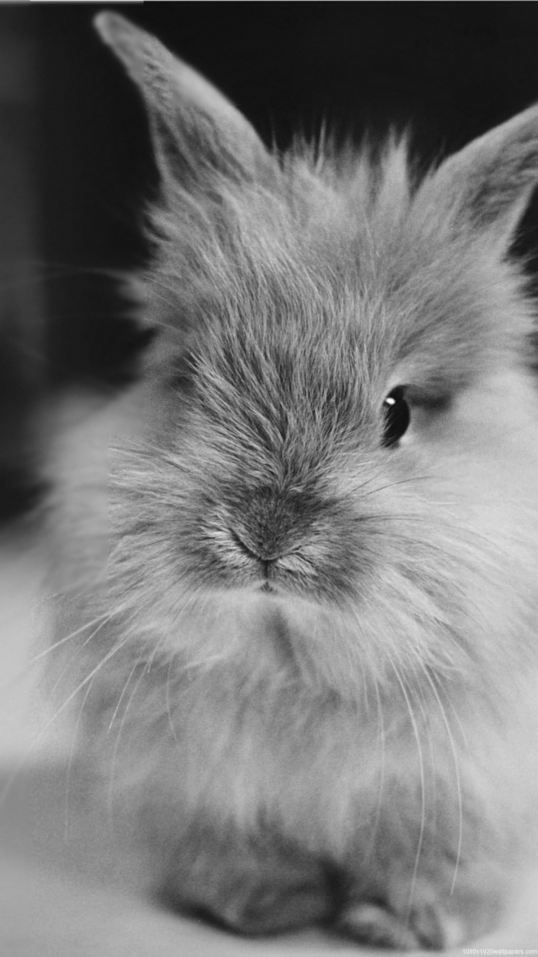 Rabbit A Small Decorative Fluffy Wallpapers Hd Rabbit Wallpaper Hd Iphone Hd Wallpaper Backgrounds Download