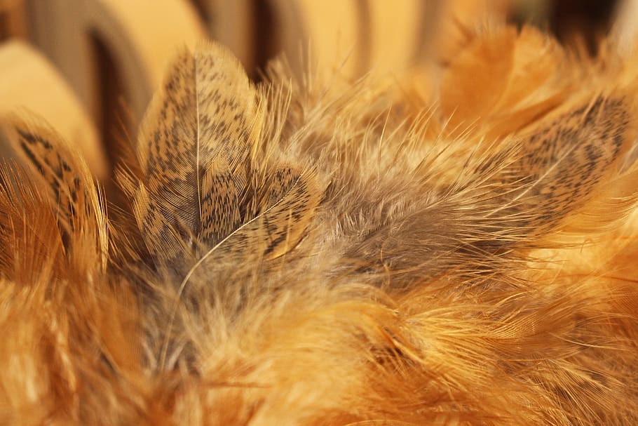 Spring Nest, Brown Springs, Fluffy, Bird Feather, Lightweight, - Close-up , HD Wallpaper & Backgrounds