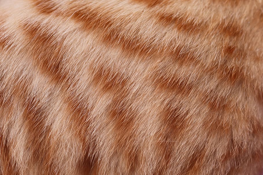 Fur, Hair, Cat, Mackerel, Red, Fluffy, Screensavers, - Wall Paper Cat Fur , HD Wallpaper & Backgrounds
