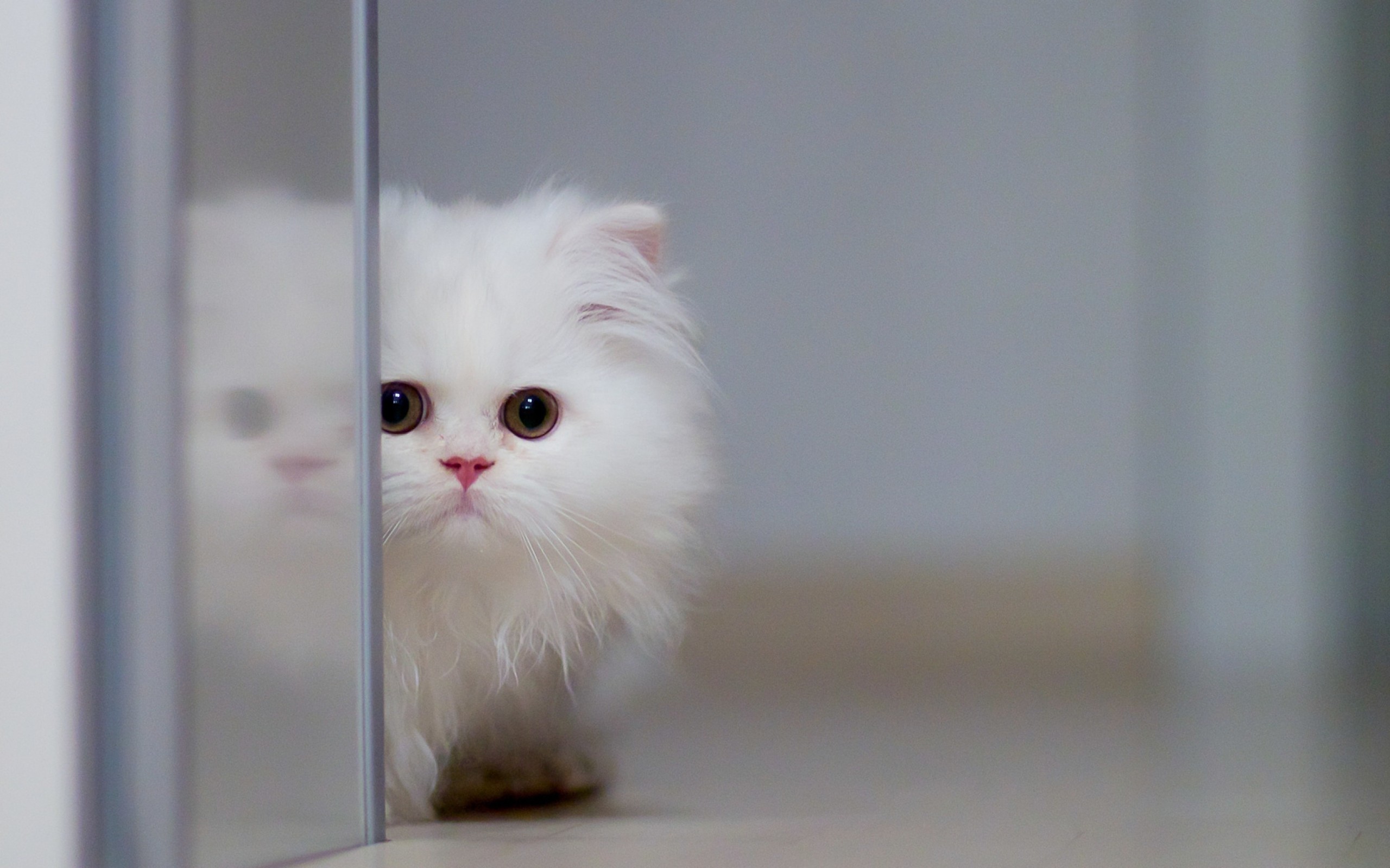 Stock Photo White Cat , HD Wallpaper & Backgrounds