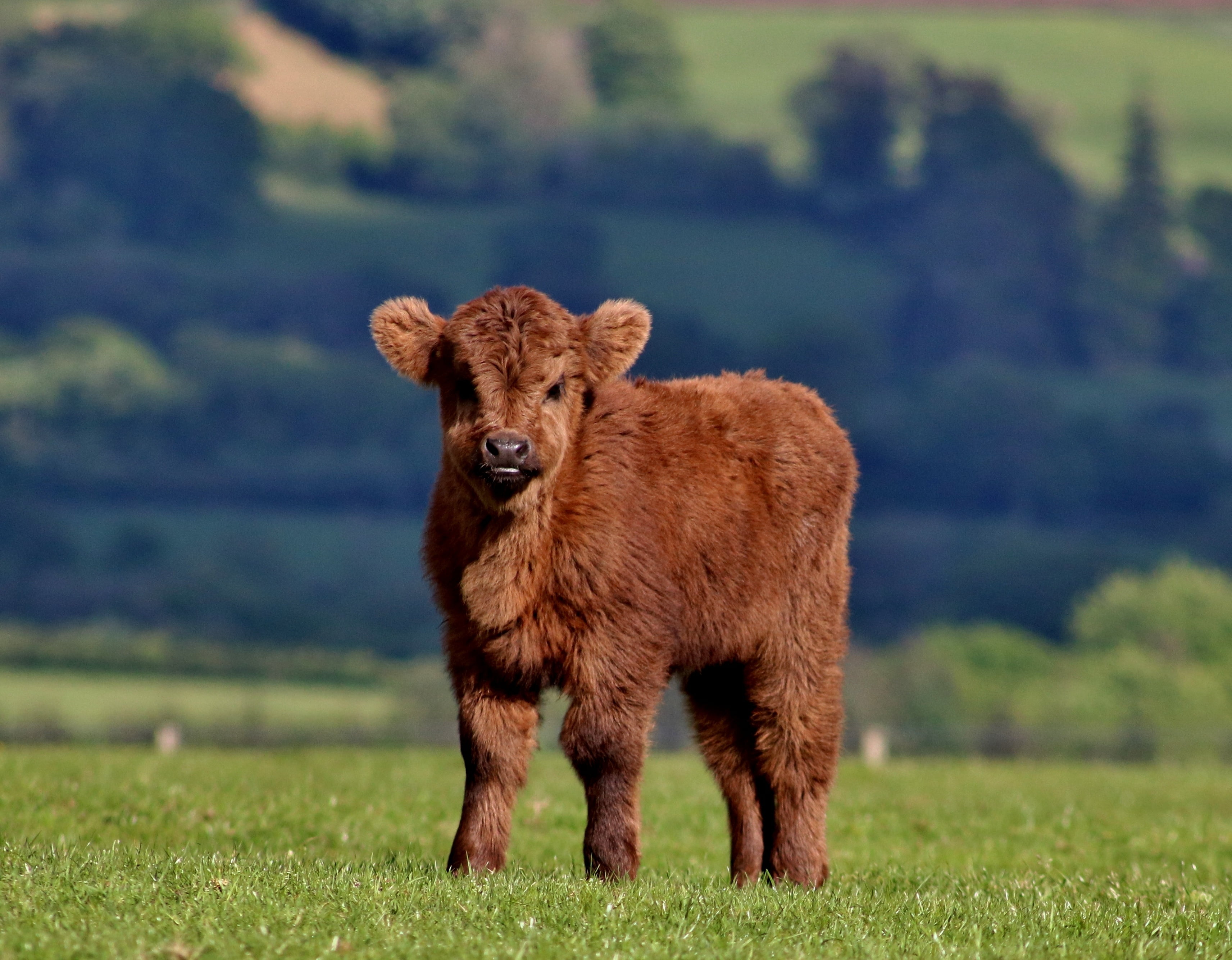 Baby Highland Cow , HD Wallpaper & Backgrounds