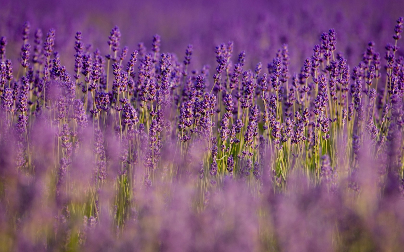 Lavender Flower Images And Wallpapers Download - Background Images Hd Purple Nature , HD Wallpaper & Backgrounds