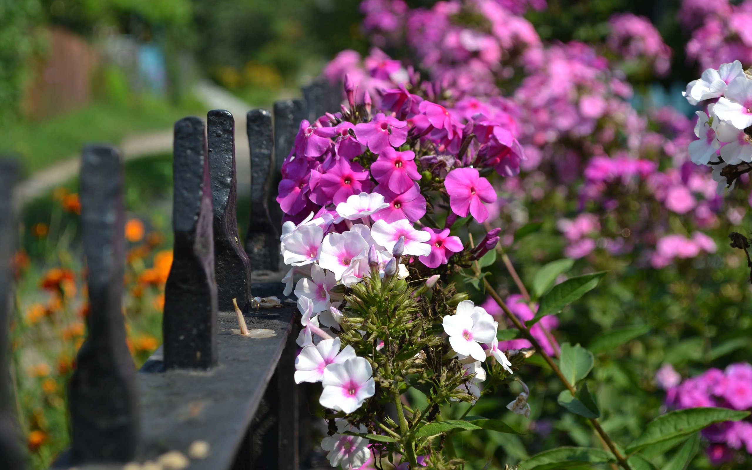 Wallpaper White And Purple Flowers Photography - Fondo De Pantalla Flores Morados Hd , HD Wallpaper & Backgrounds