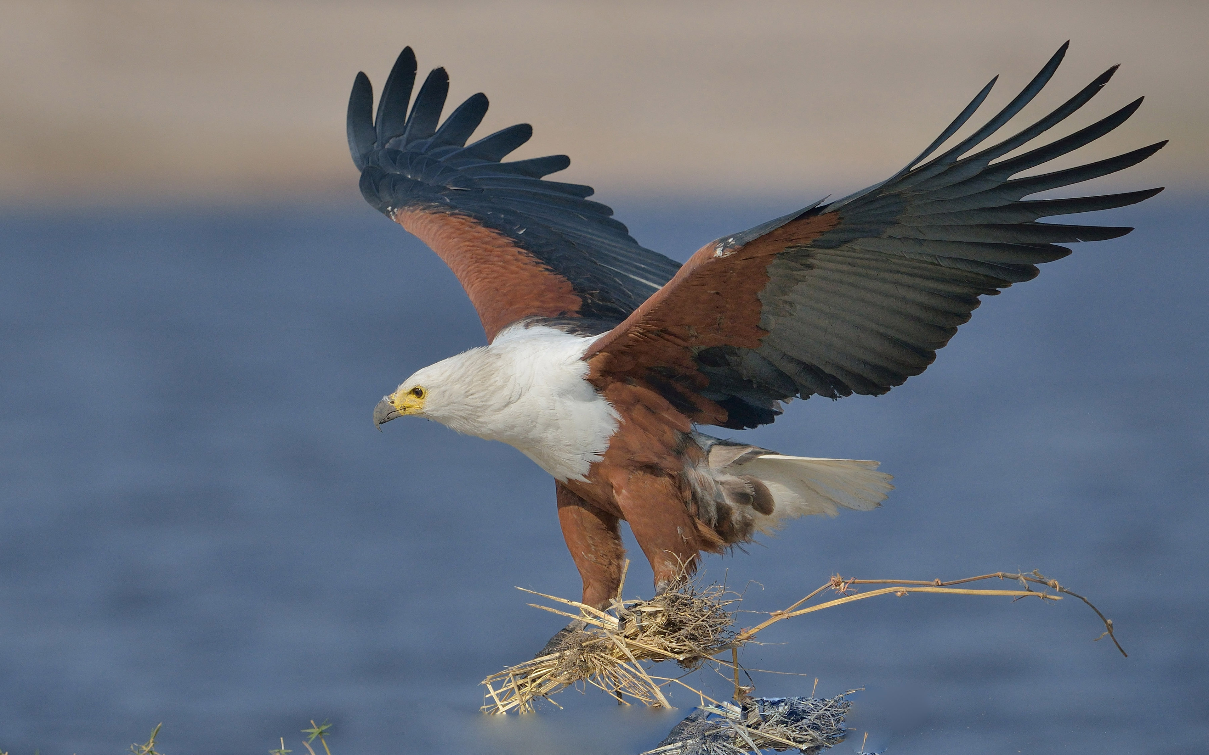 African Fish Eagle Eagles , HD Wallpaper & Backgrounds