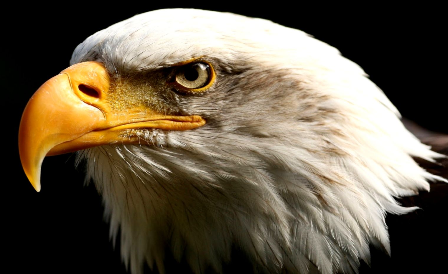 Eagle Hd Wallpapers Eagle New Images And Pictures Cool - Eagle Head High Resolution , HD Wallpaper & Backgrounds