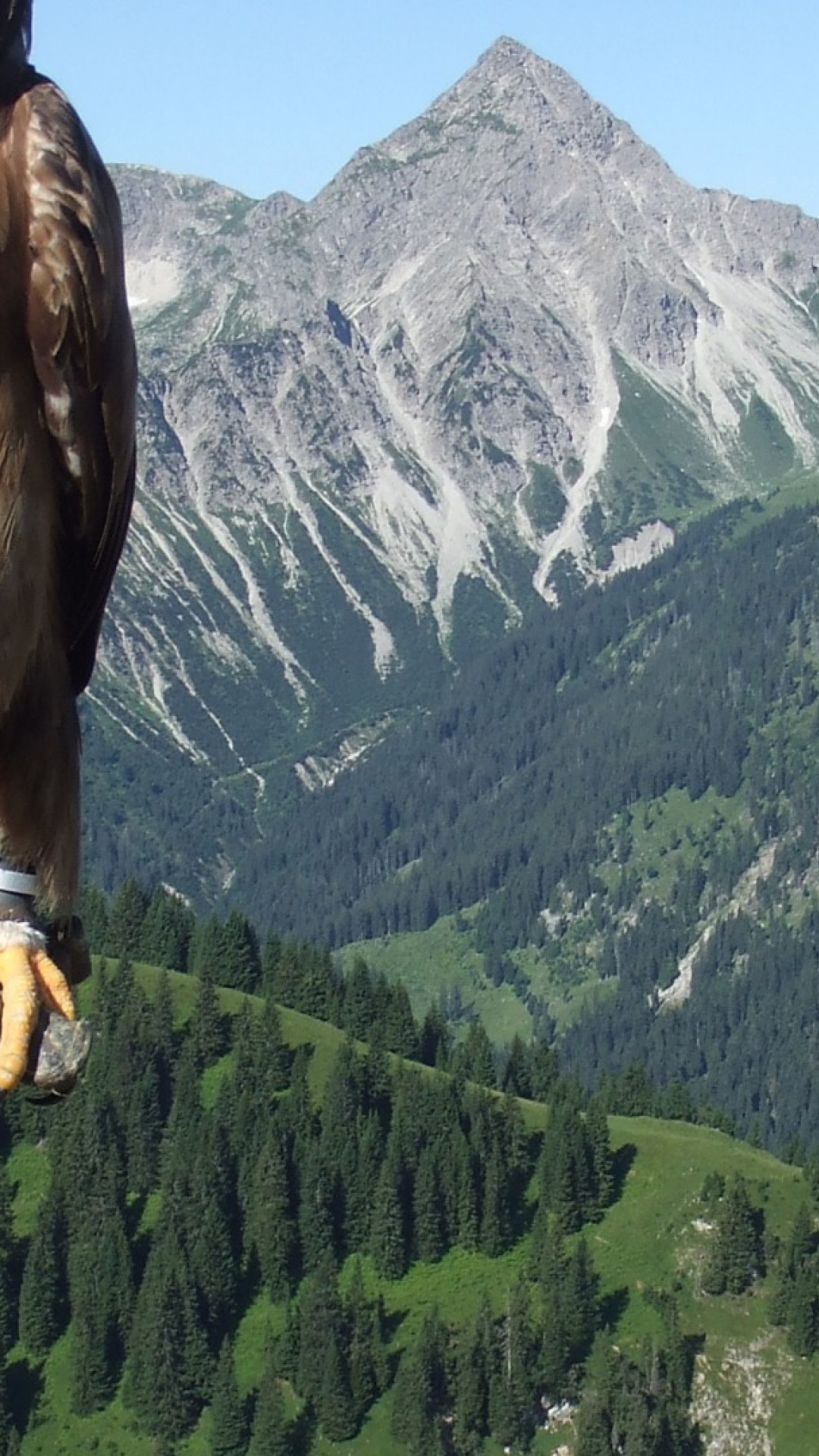 Majestic Ultra Hd Golden Eagle , HD Wallpaper & Backgrounds