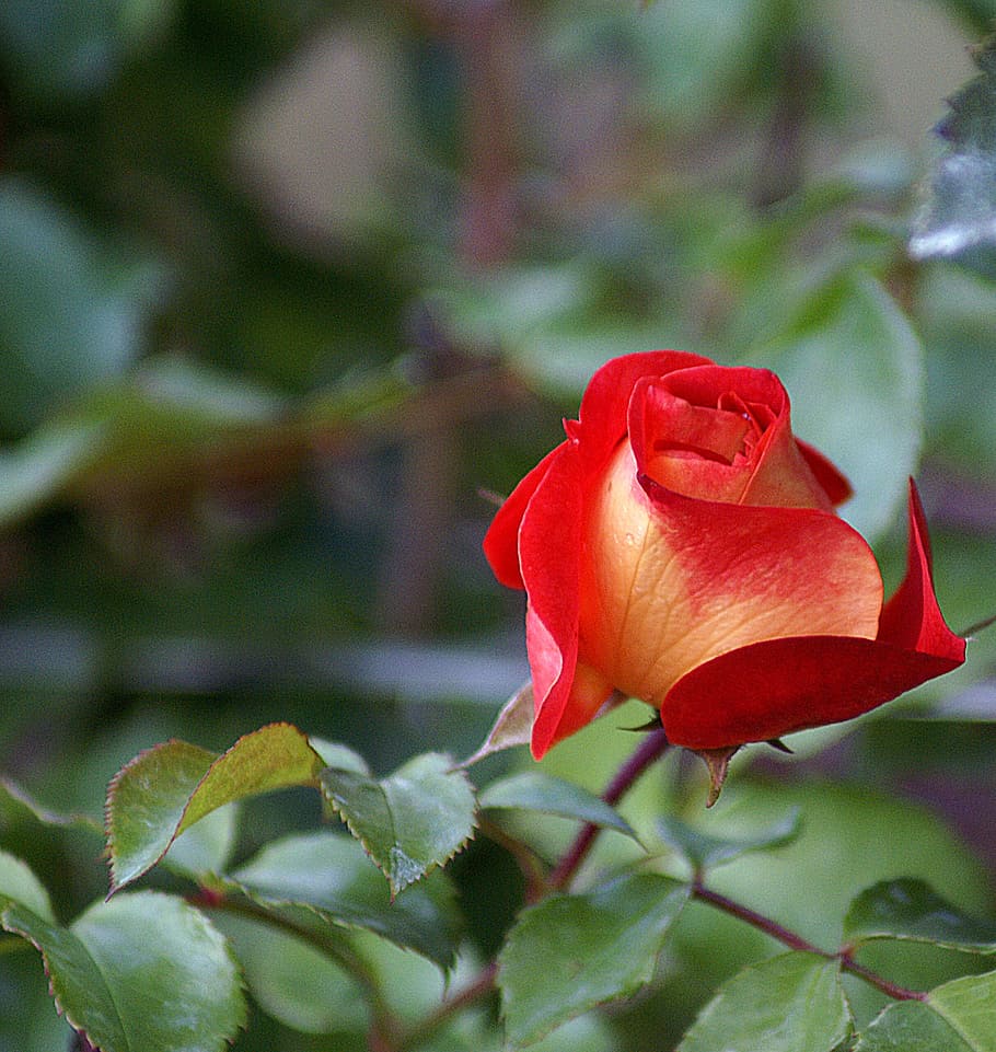 Selective Focus Photography Of Red Rose In Bloom, Shaded, - Rose , HD Wallpaper & Backgrounds