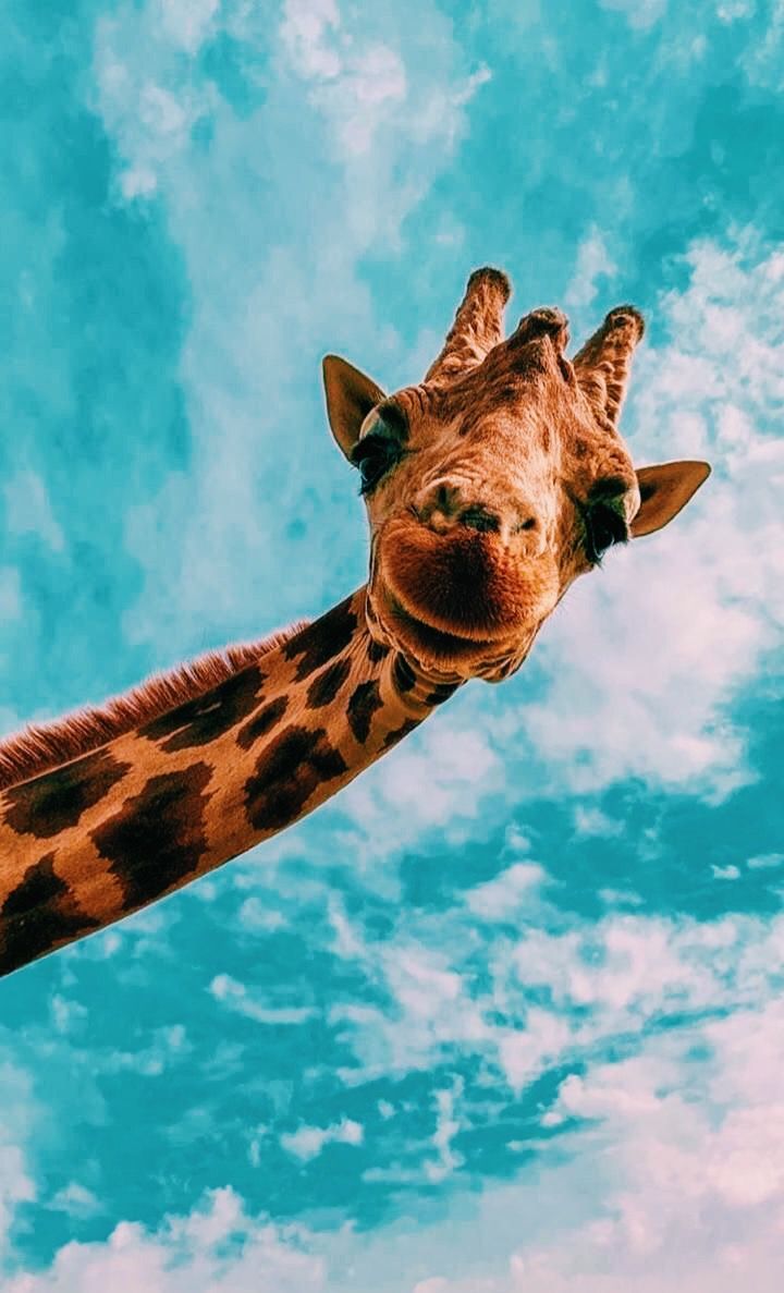 Aesthetic Giraffe , HD Wallpaper & Backgrounds