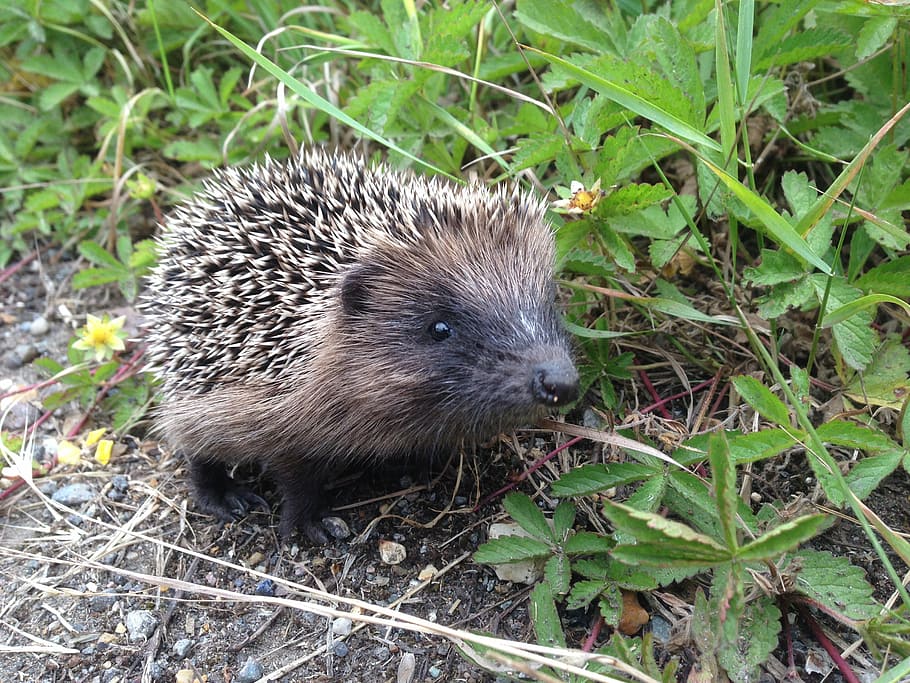 Hedgehog, Animals, Nature, Cute, Baby, Animal Themes, - Erinaceidae , HD Wallpaper & Backgrounds