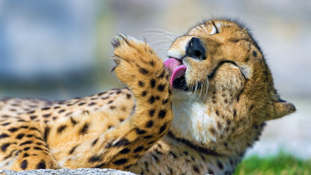 Cute Baby Animals Wallpapers Android Apps On Google - Cheetah Wallpaper Hd , HD Wallpaper & Backgrounds