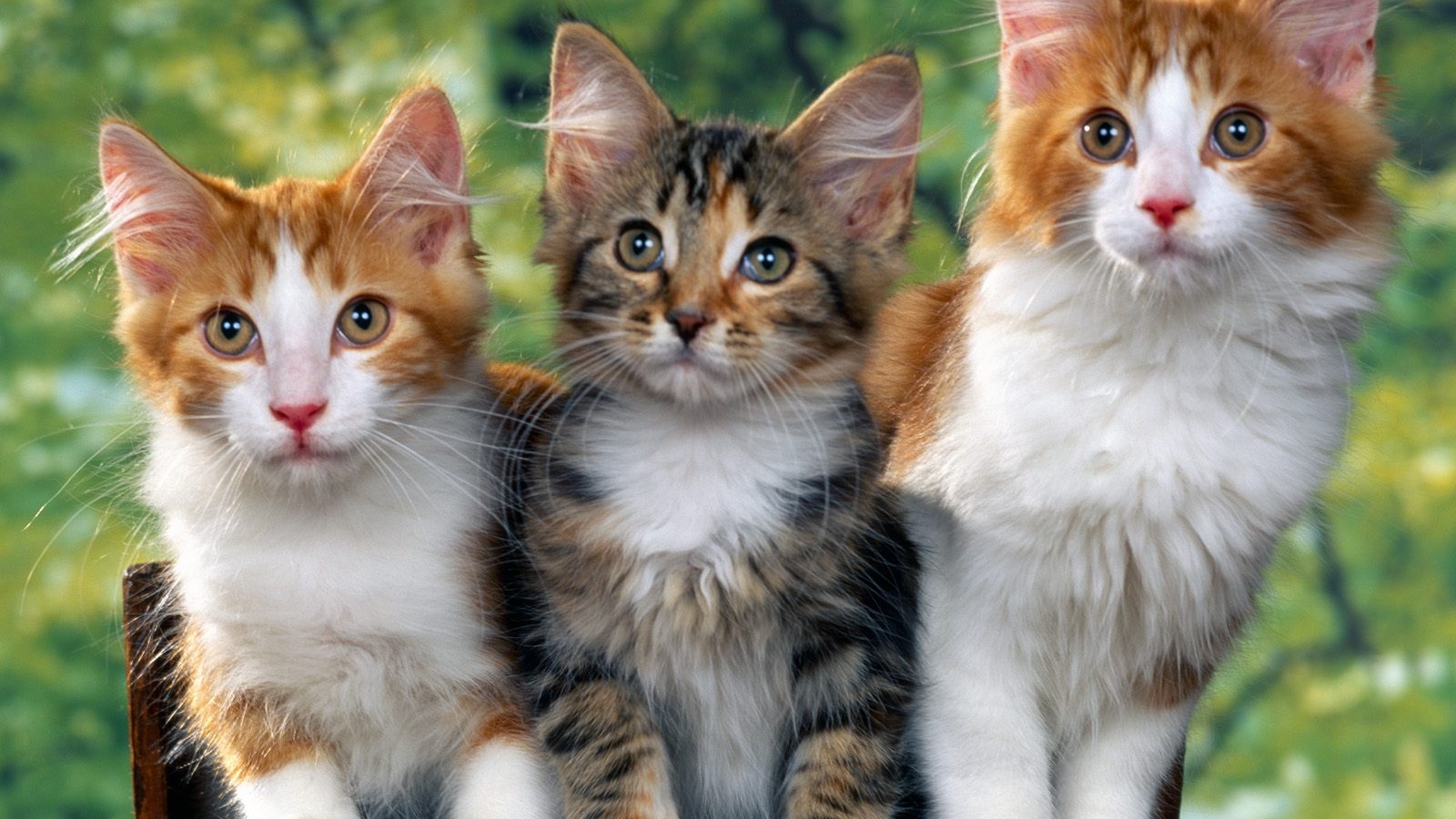 Red Wallpaper Baby Animal Pictures Cute Animal Wallpapers - Three Cats , HD Wallpaper & Backgrounds