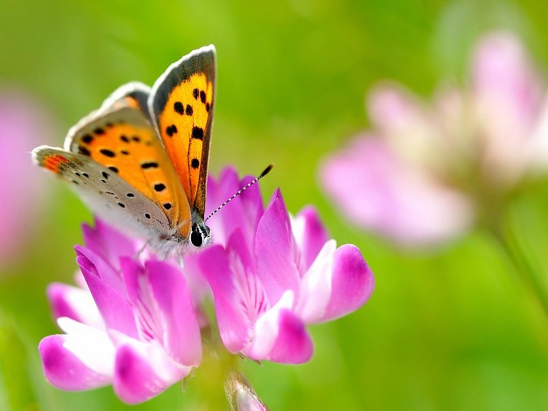 Monarch Butterfly On A Flower Wallpaper - Summer Nature Animals , HD Wallpaper & Backgrounds