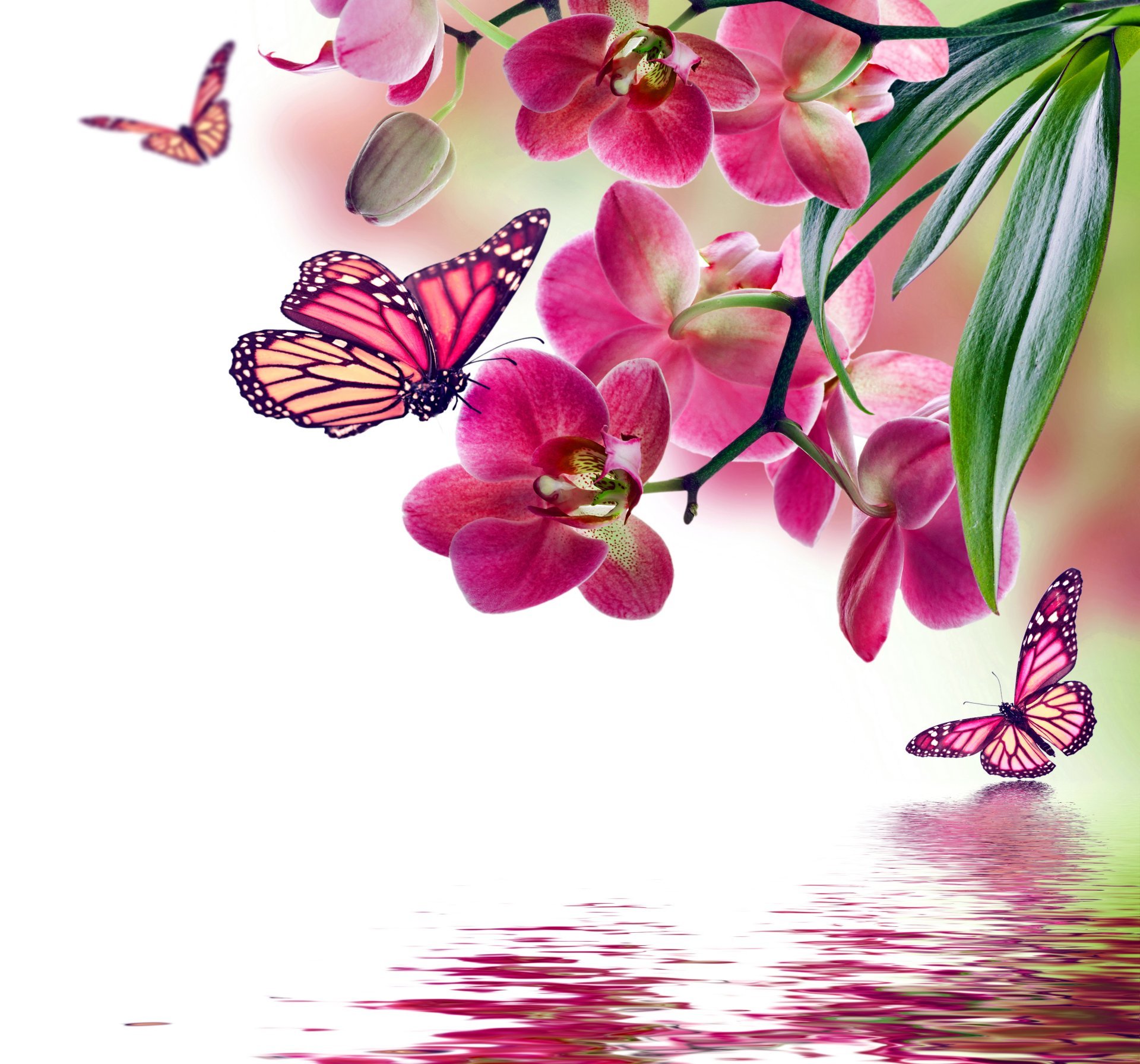 Featured image of post Beautiful Flowers Images With Butterfly : Download the perfect flowers pictures.