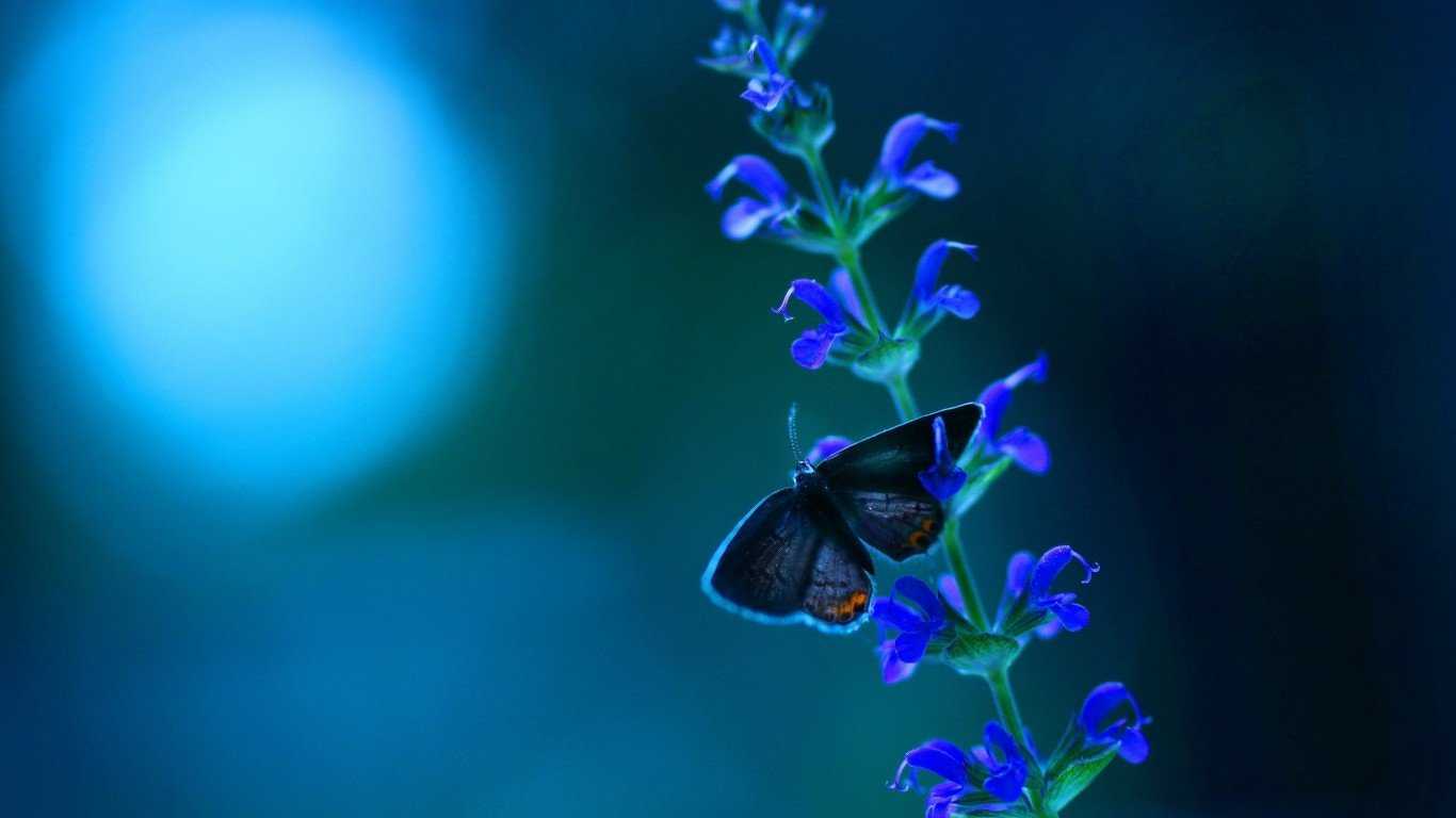 Butterfly Blue Flowers, Butterfly, Flowers, Plants, - Flower Ultra Hd Desktop Wallpaper Hd , HD Wallpaper & Backgrounds