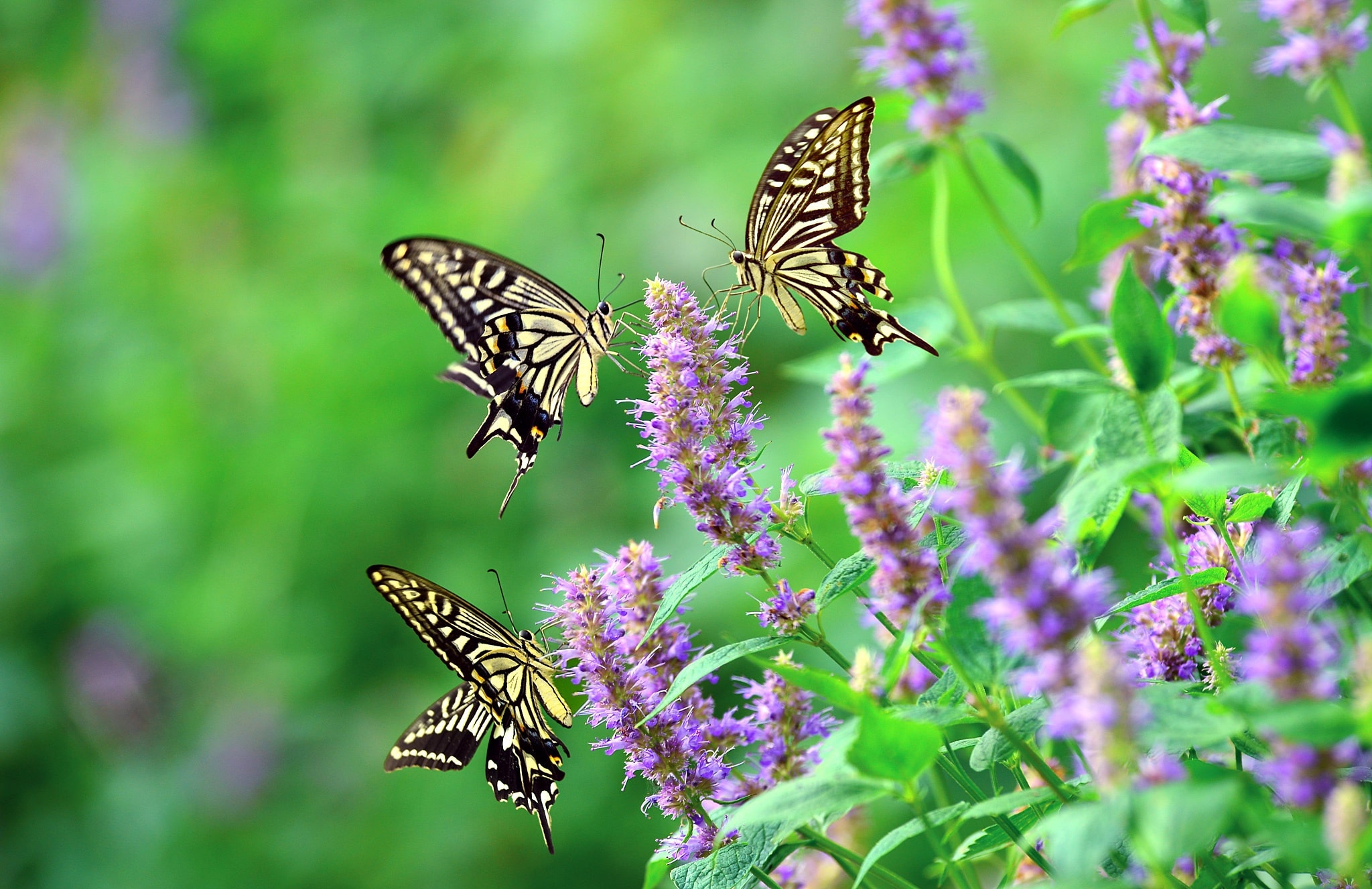 Papilio Machaon , HD Wallpaper & Backgrounds