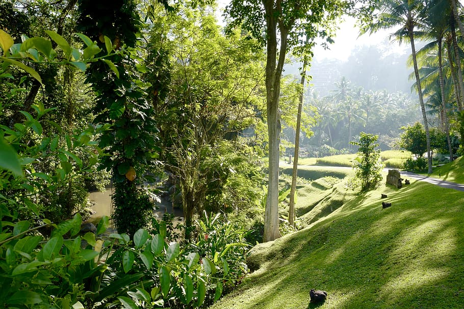Indonesia, Four Seasons Resort Bali At Sayan, Jungle, - Forest Resort Hd , HD Wallpaper & Backgrounds