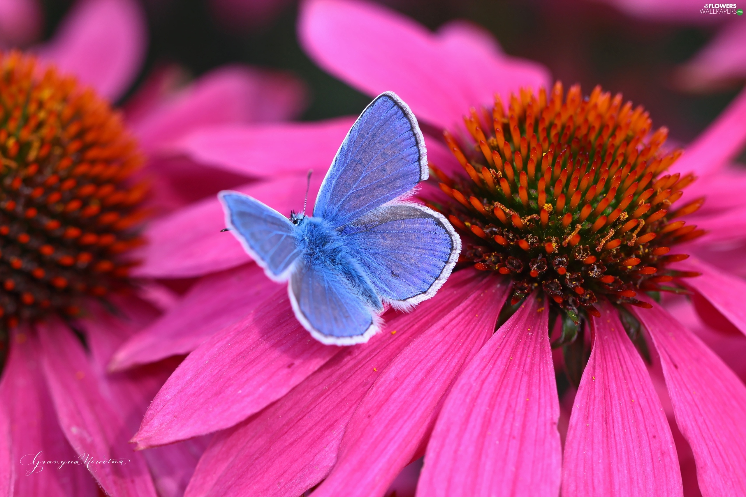 Dusky, Echinacea, Colourfull Flowers, Butterfly - Common Blue , HD Wallpaper & Backgrounds