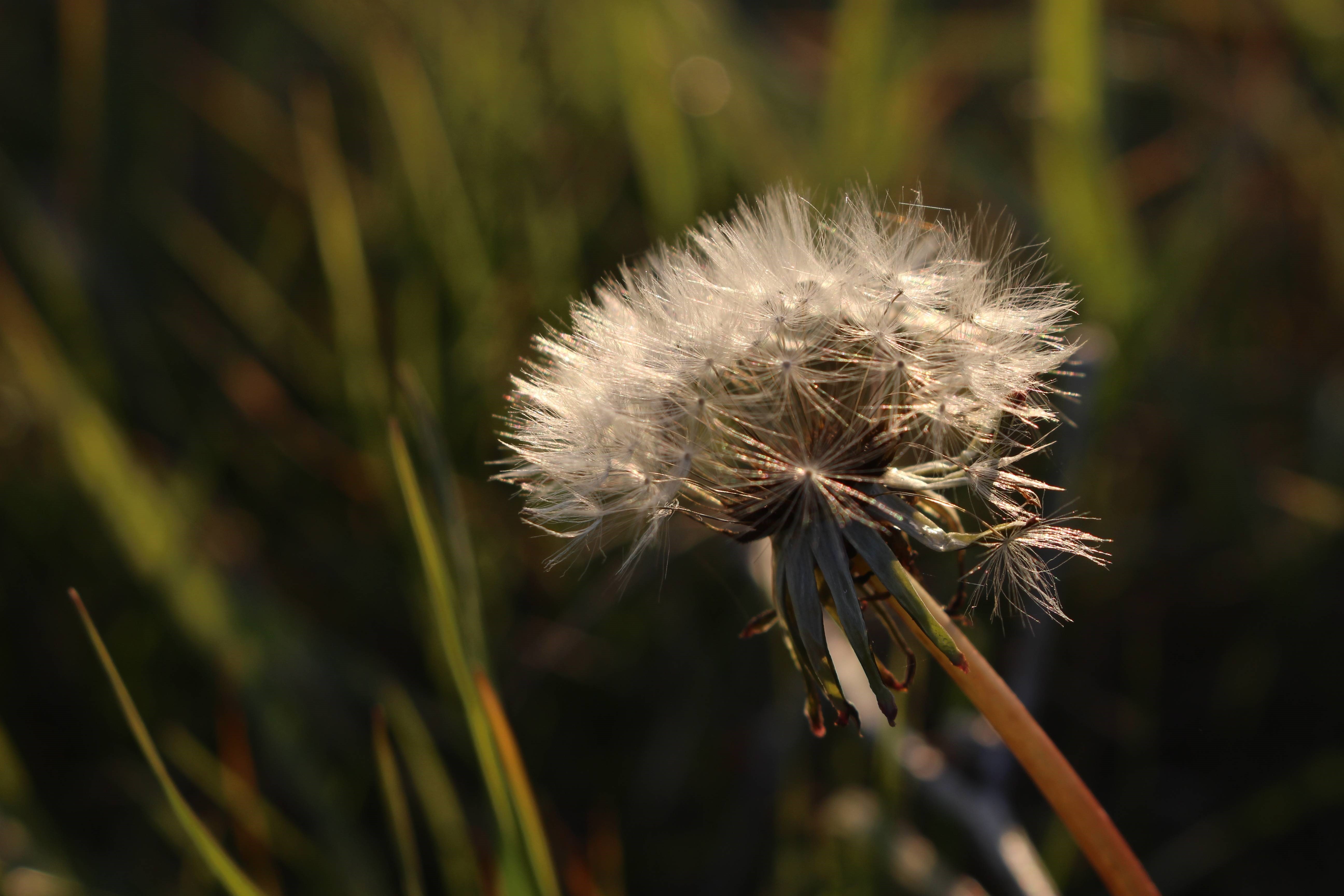 Dandelion Live Wallpaper , HD Wallpaper & Backgrounds