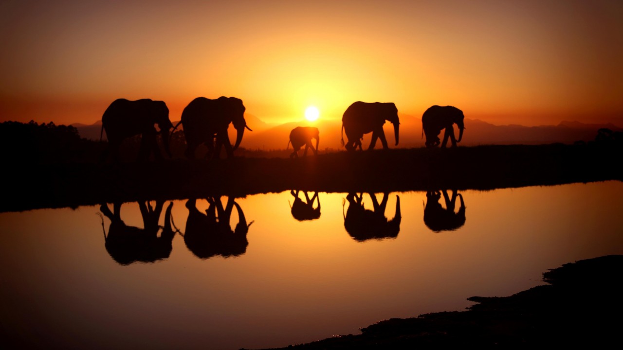 Colorful Elephant Wallpapers Full Hd, Beautiful Wallpapers - Elephant Coucher De Soleil , HD Wallpaper & Backgrounds