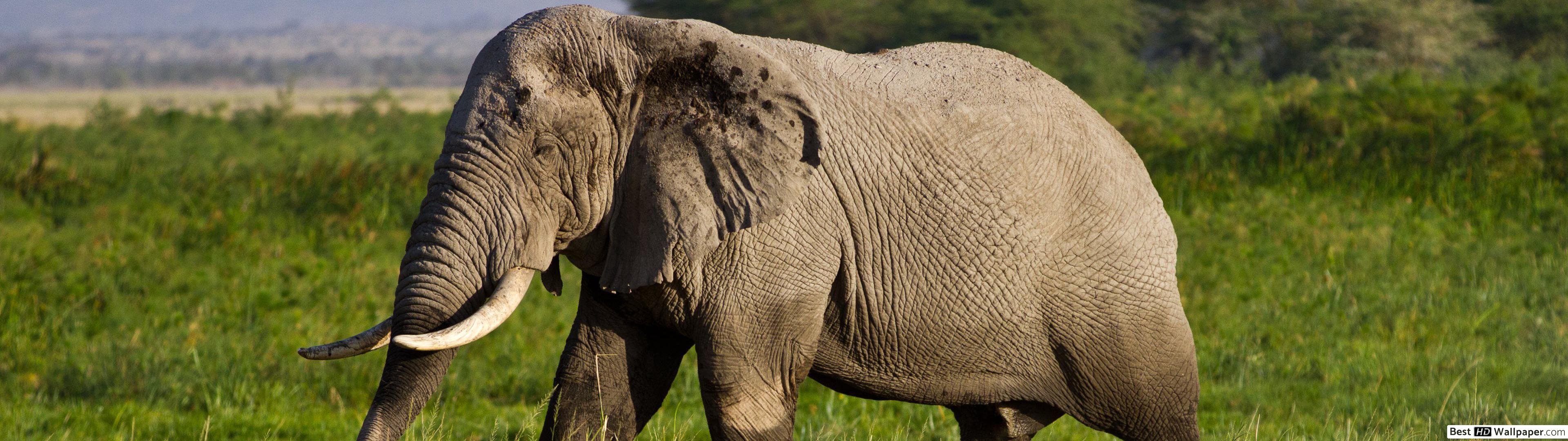 African Elephant , HD Wallpaper & Backgrounds