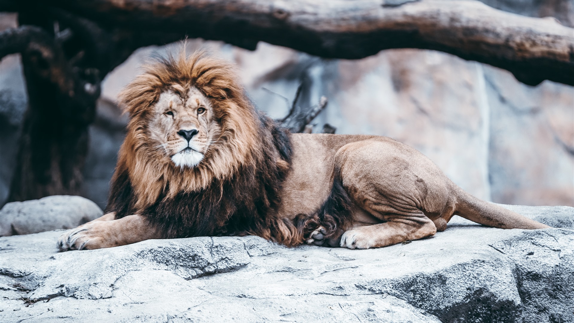 Sitting Lion On Rocks , HD Wallpaper & Backgrounds