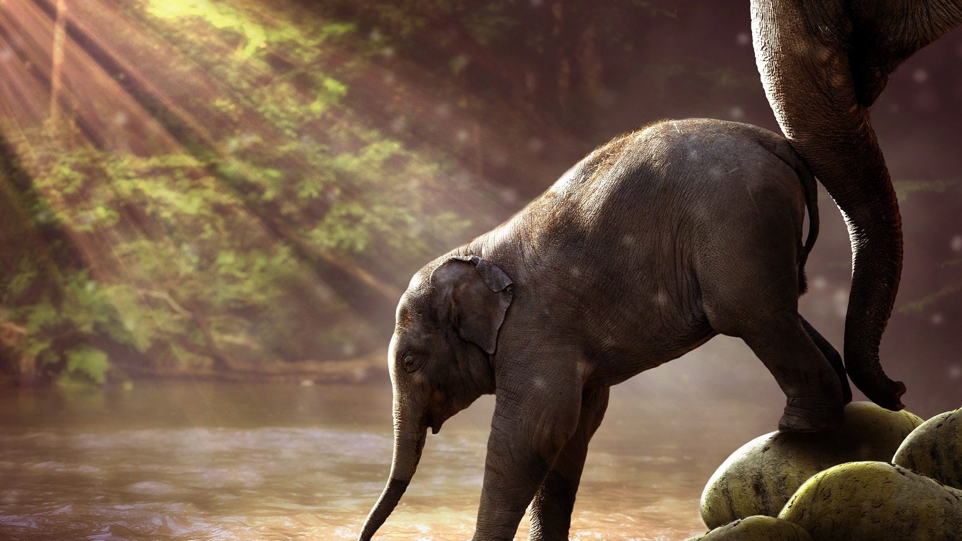 4k Hd Screensaver Baby Elephant , HD Wallpaper & Backgrounds