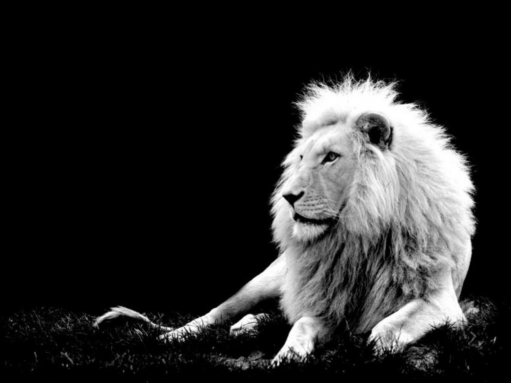 Most Powerful Lions In World - Lion Doesn T Have To Roar , HD Wallpaper & Backgrounds