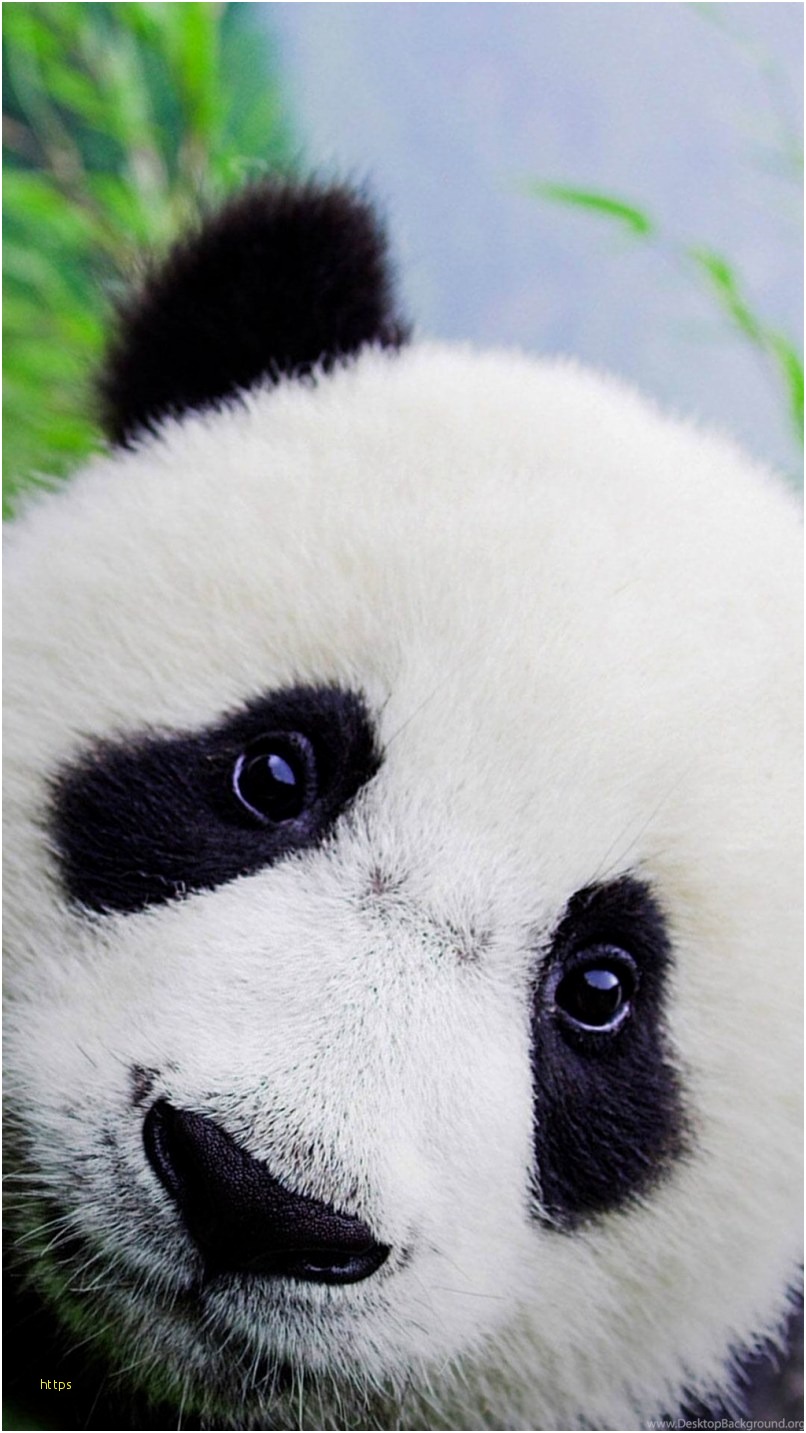 Cute Panda Wallpaper Best Of Cute Panda Wallpapers - Baby Panda Wallpaper Iphone , HD Wallpaper & Backgrounds