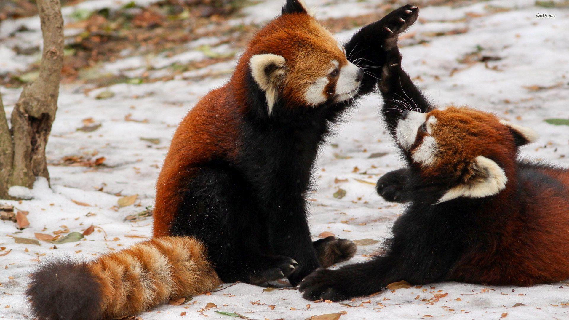 Red Panda Wallpapers Free - Really Cute Red Pandas , HD Wallpaper & Backgrounds