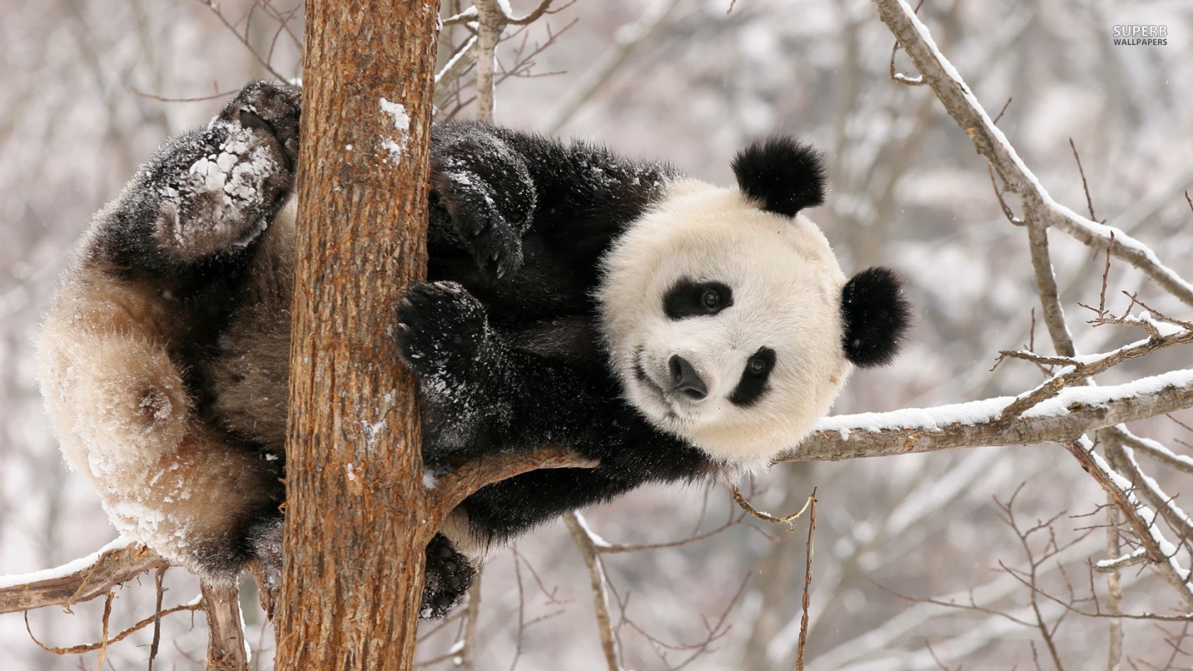 As Cute Baby Panda Wallpaper - Panda Hd Wallpaper 1080p , HD Wallpaper & Backgrounds