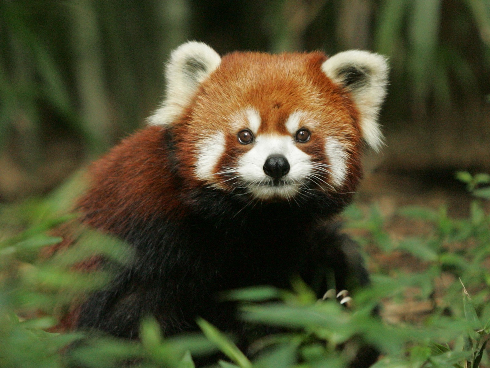 Red Panda Wallpaper - Desktop Background Red Panda , HD Wallpaper & Backgrounds