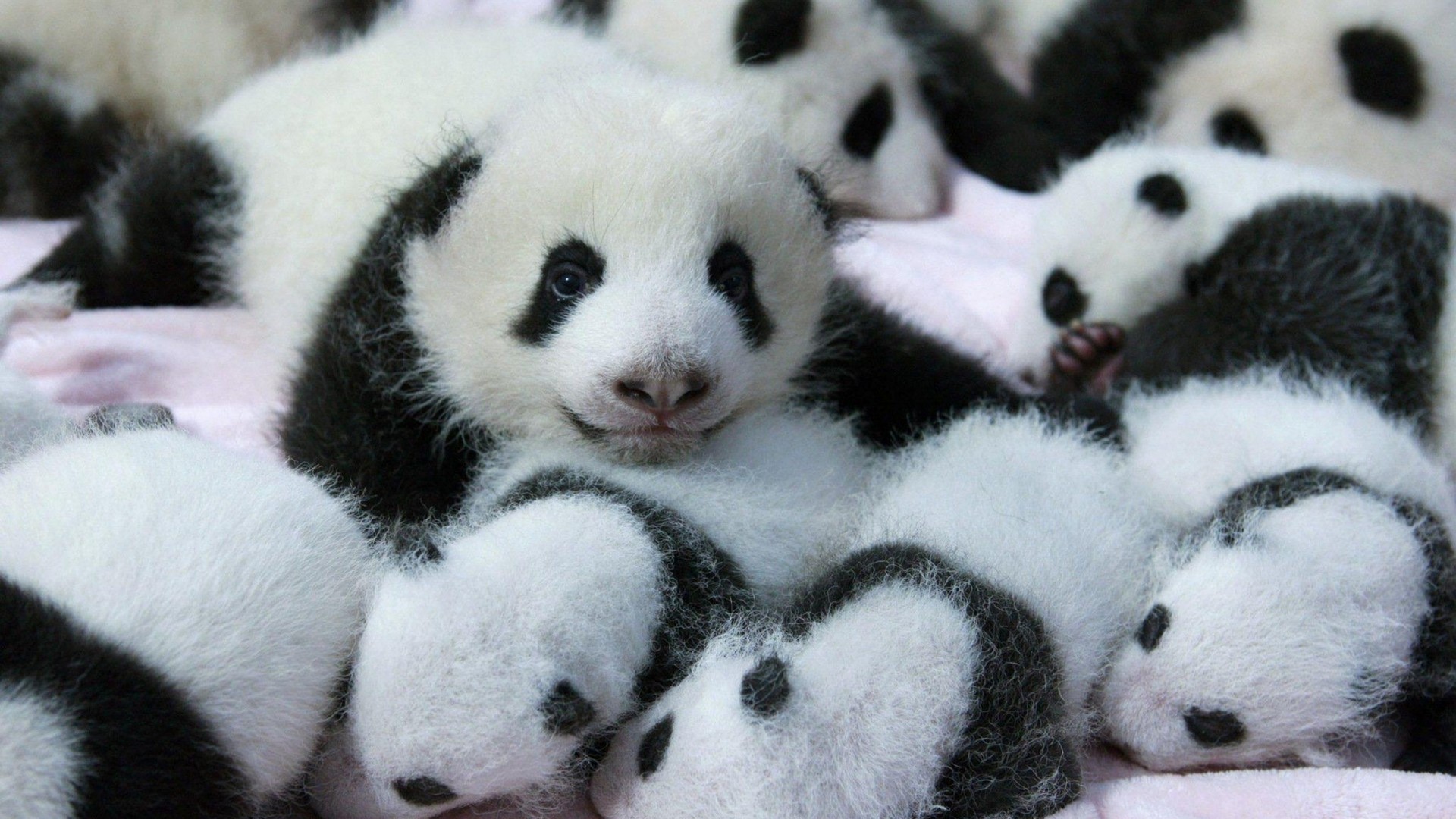 Baby Panda Wallpaper - Baby Panda , HD Wallpaper & Backgrounds