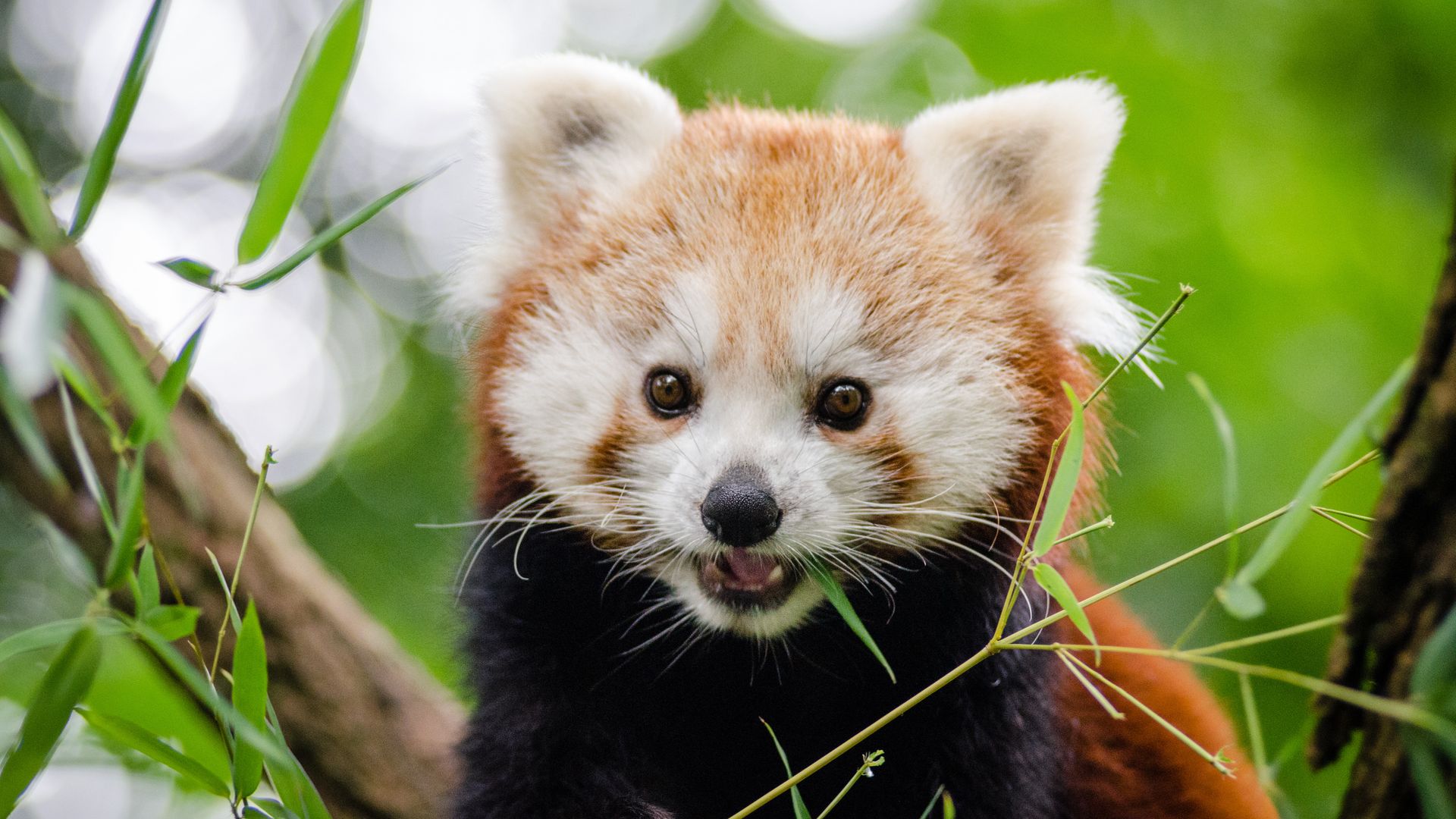 Cute Red Panda Adorable Animal Wallpaper - Cute Adorable Red Panda , HD Wallpaper & Backgrounds