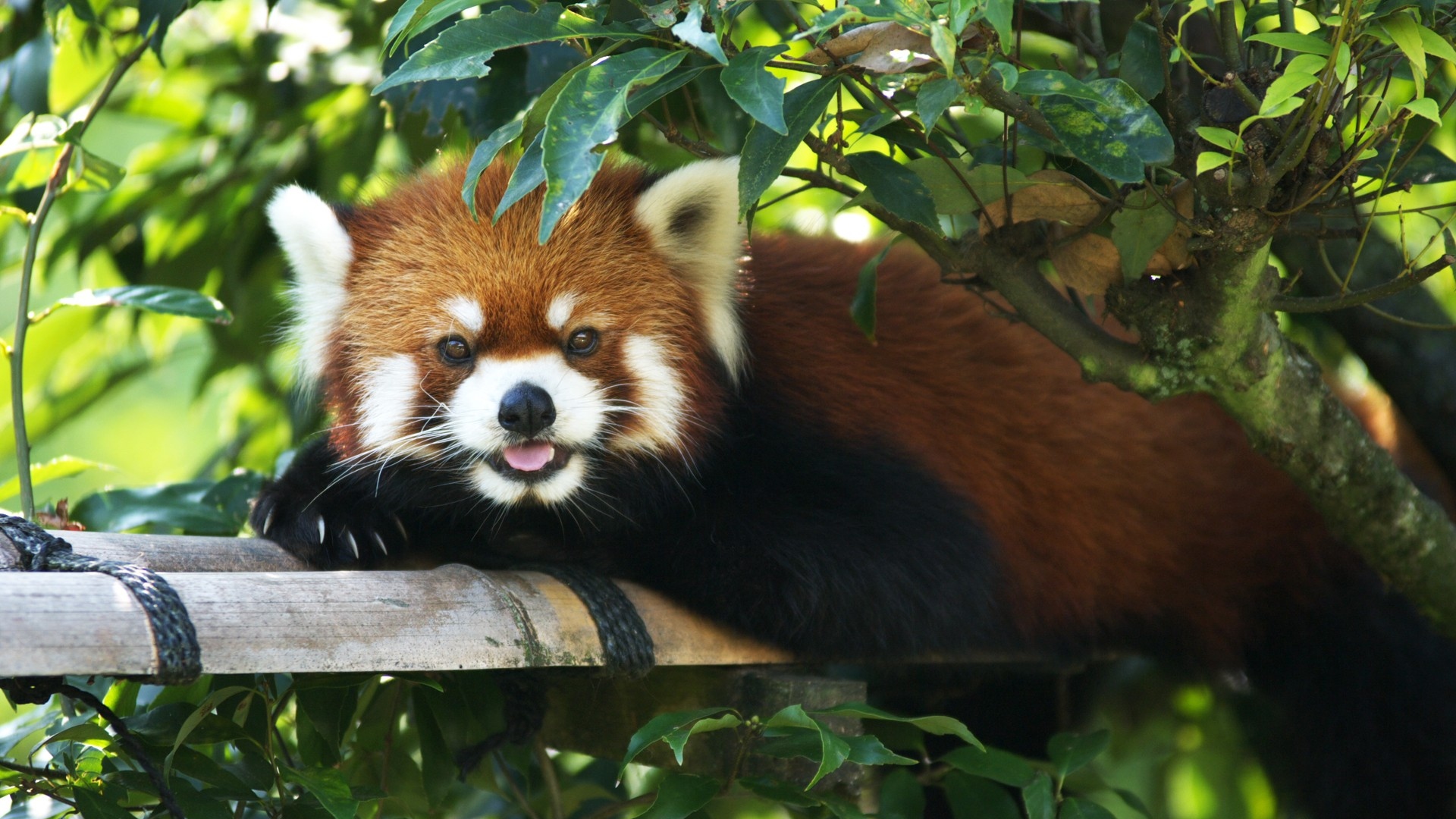 Red Panda Wallpaper 1080p - Desktop Background Red Panda , HD Wallpaper & Backgrounds