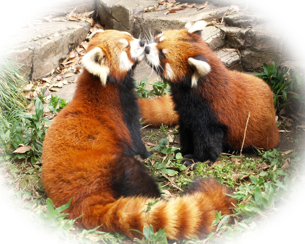 Red Panda - Red Panda Kissing , HD Wallpaper & Backgrounds
