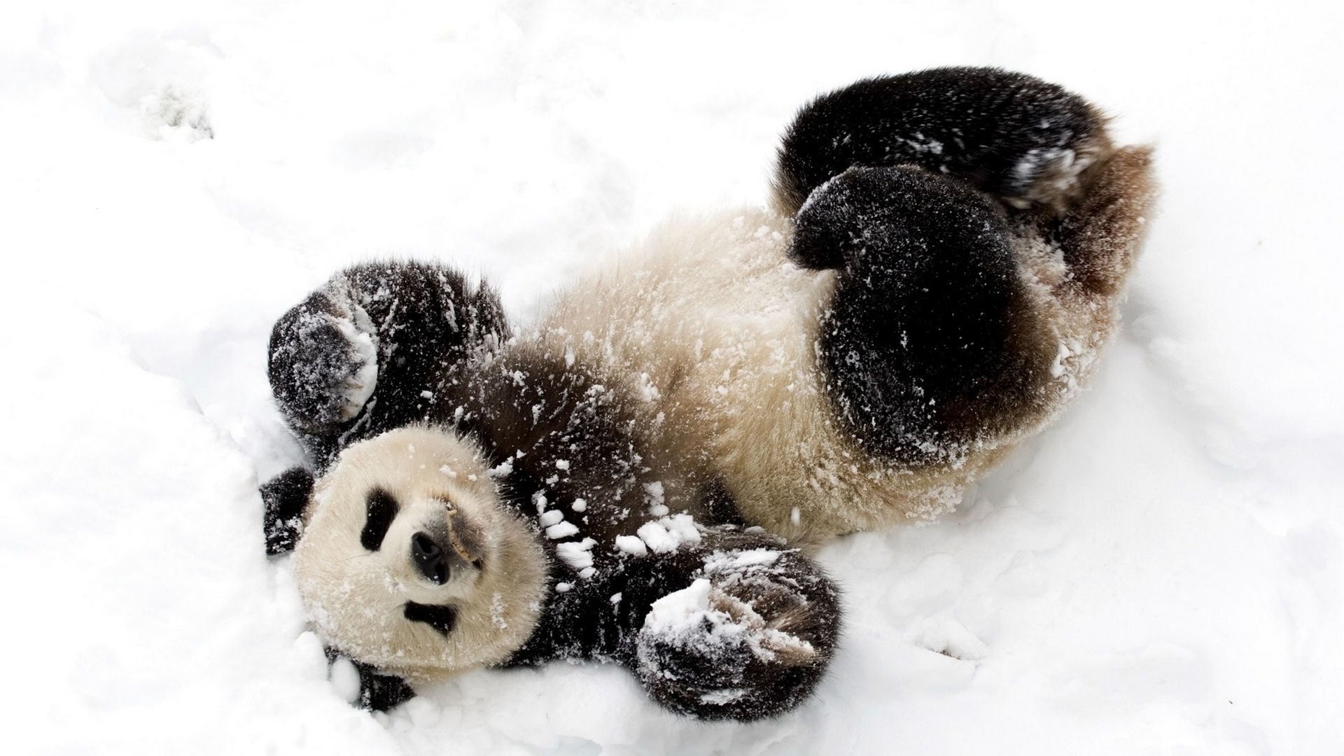 Cute Wallpapers - Panda In Snow , HD Wallpaper & Backgrounds