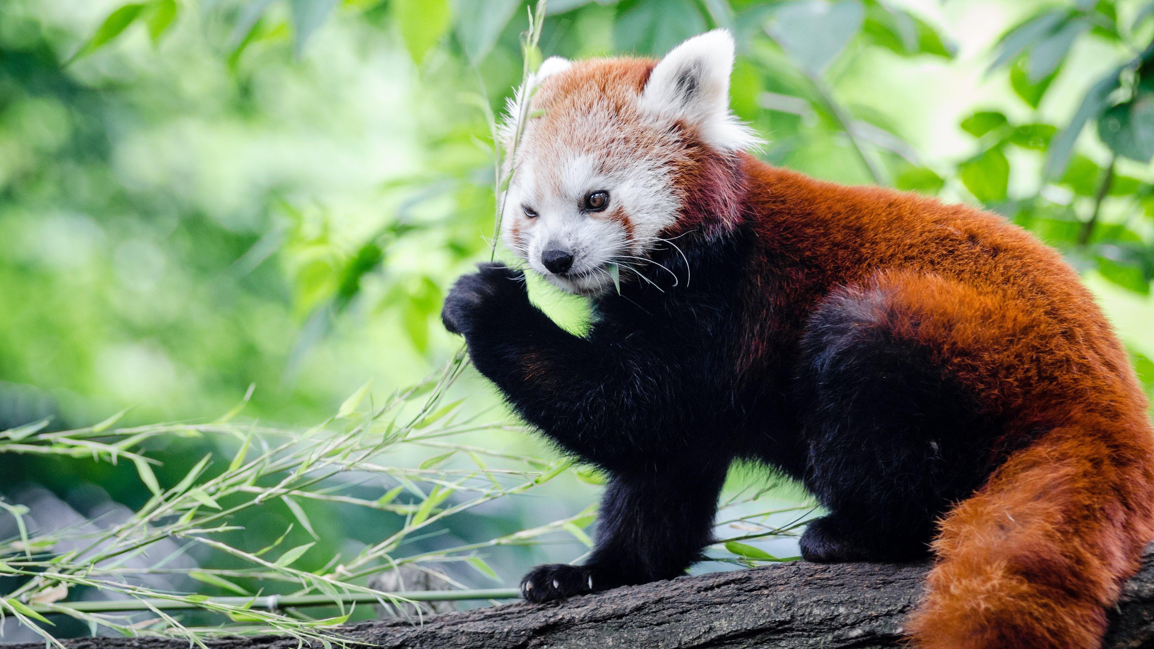 Red Panda Wallpaper - Red Panda 4k Hd , HD Wallpaper & Backgrounds