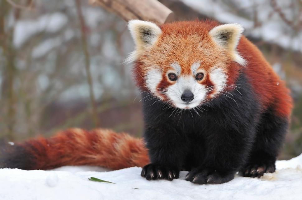 Red Panda Wallpapers Wye527 - Red Pandas Facts , HD Wallpaper & Backgrounds