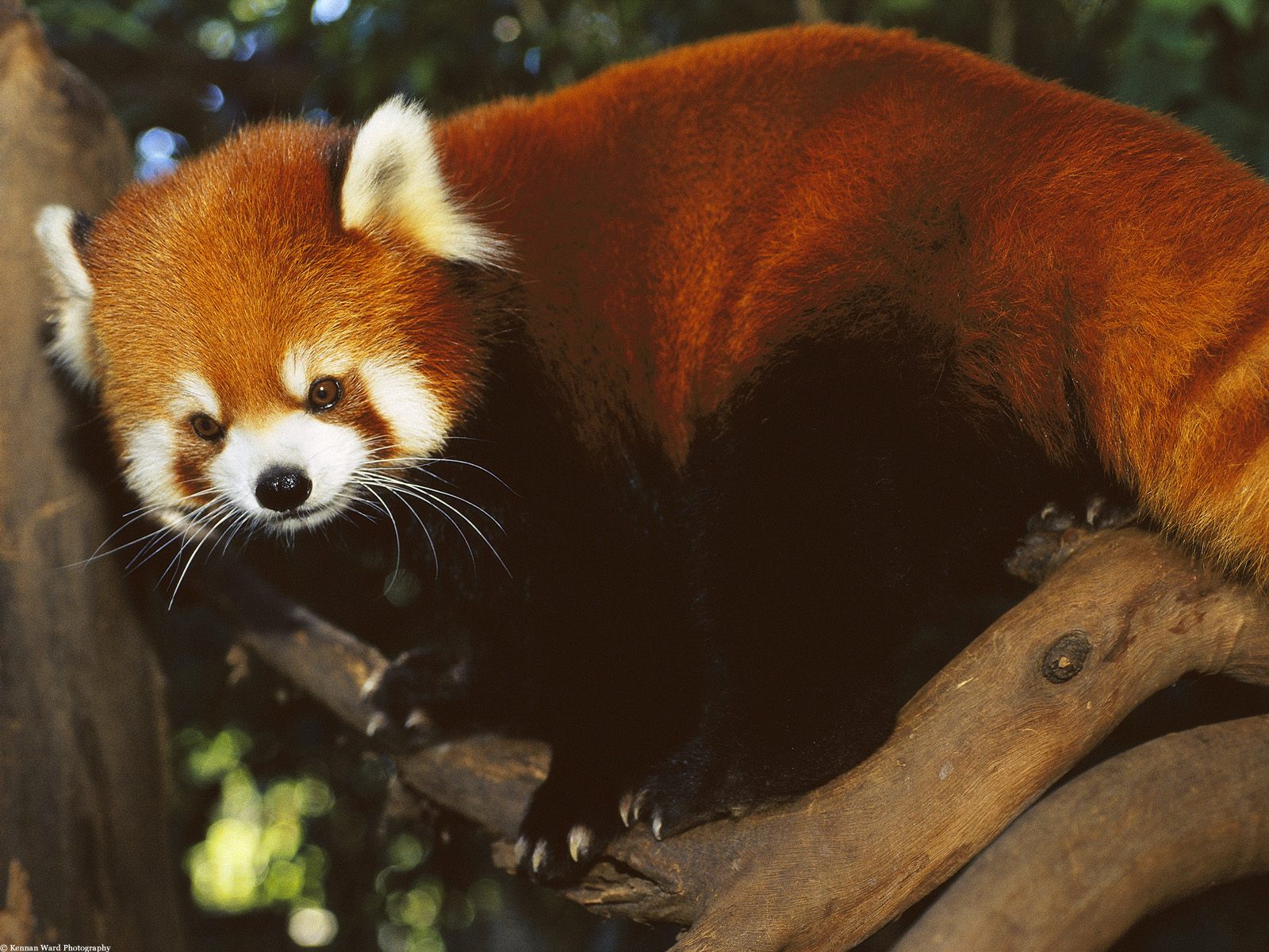 Funny Red Panda Wallpaper - Red Panda Bear , HD Wallpaper & Backgrounds