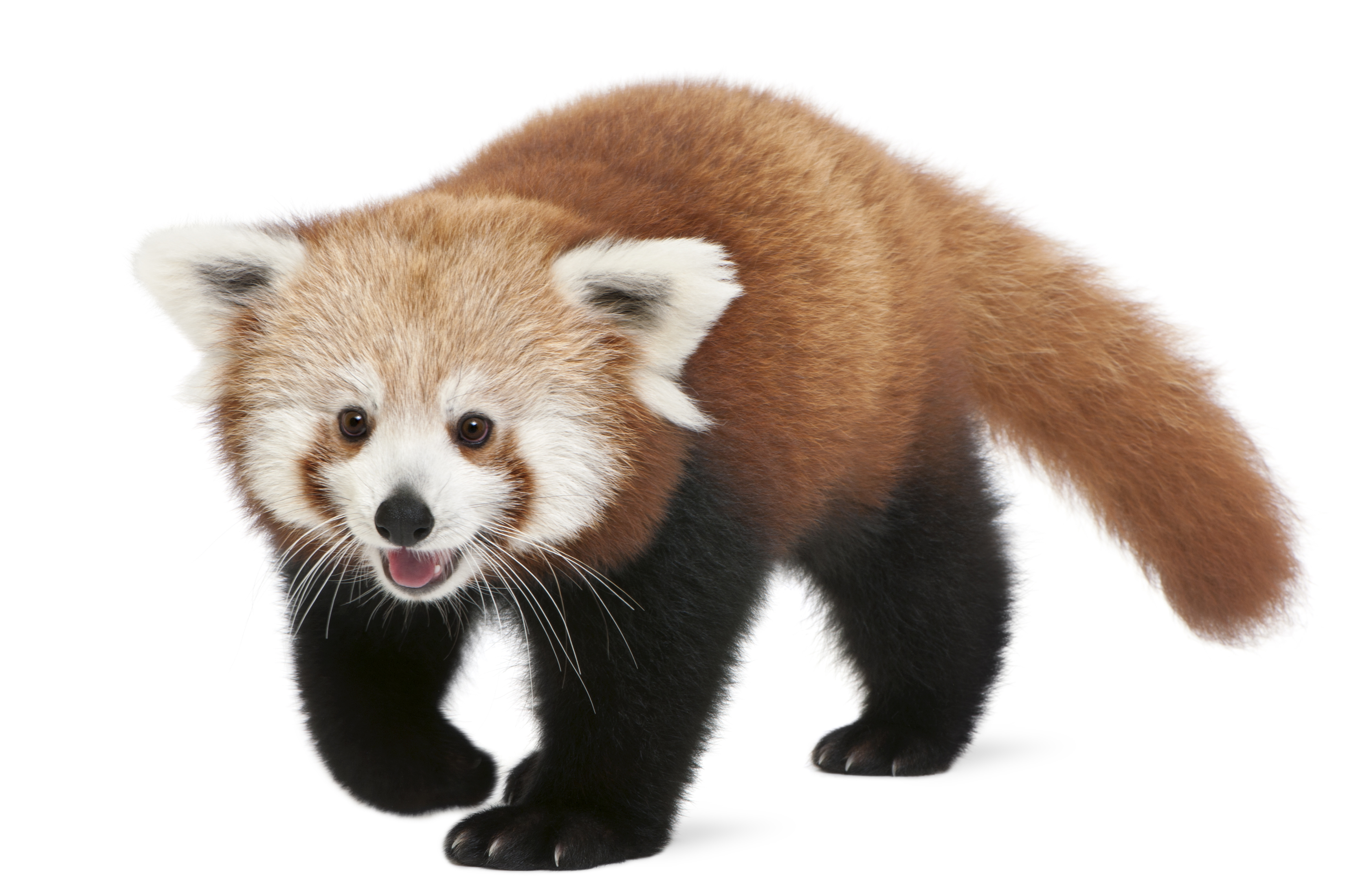 Red Panda Wallpaper - Red Panda Transparent Background , HD Wallpaper & Backgrounds