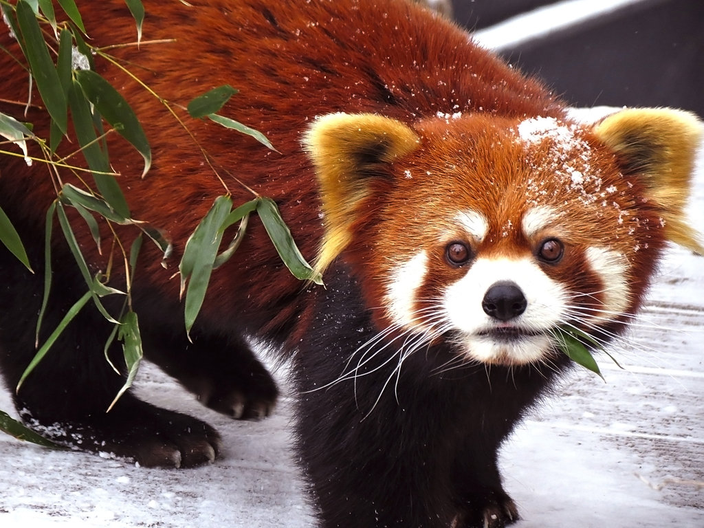 Red Panda Wallpaper Snow - Red Panda Snow , HD Wallpaper & Backgrounds