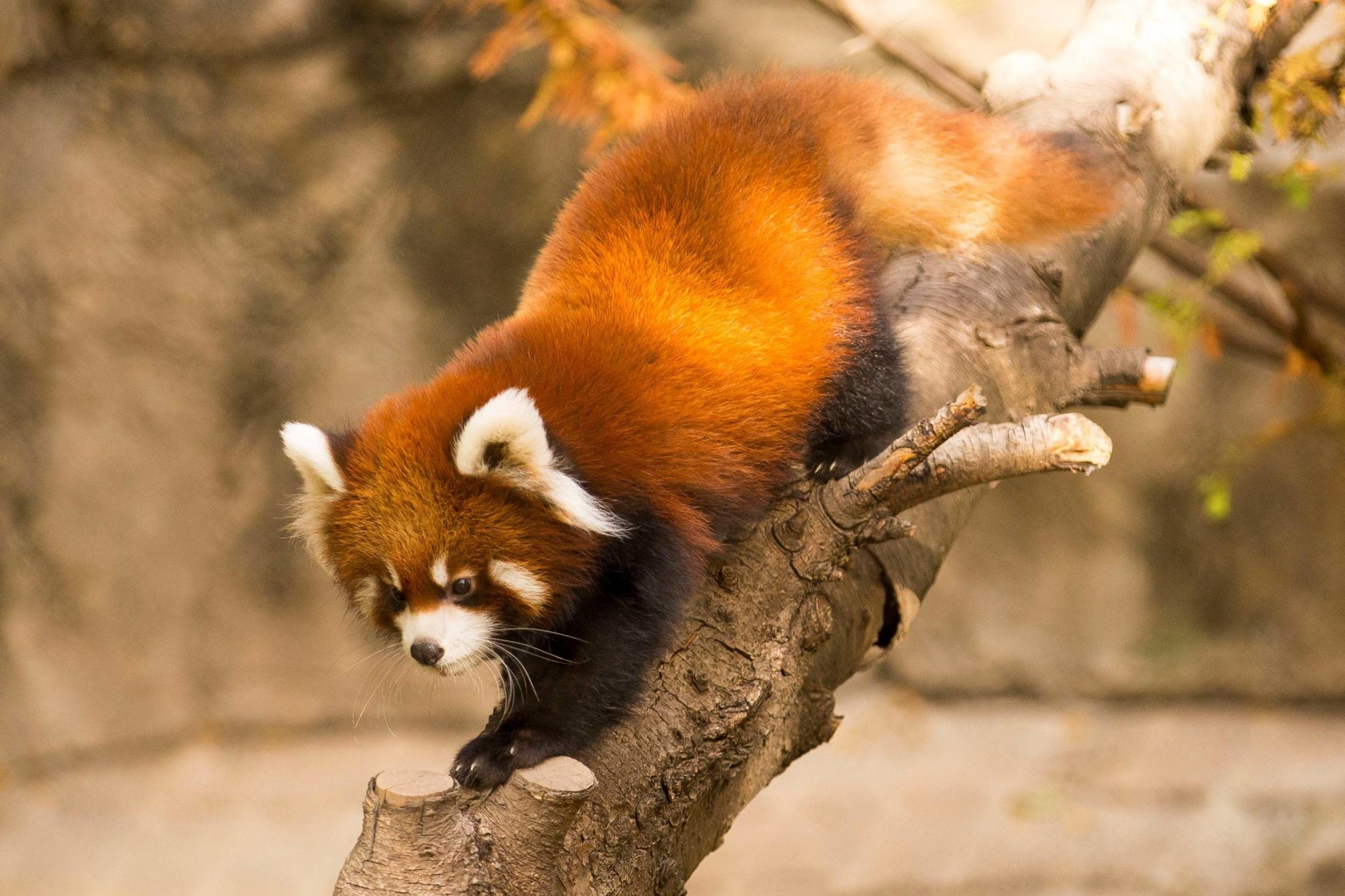 Red Panda - Разновидности Медведей , HD Wallpaper & Backgrounds