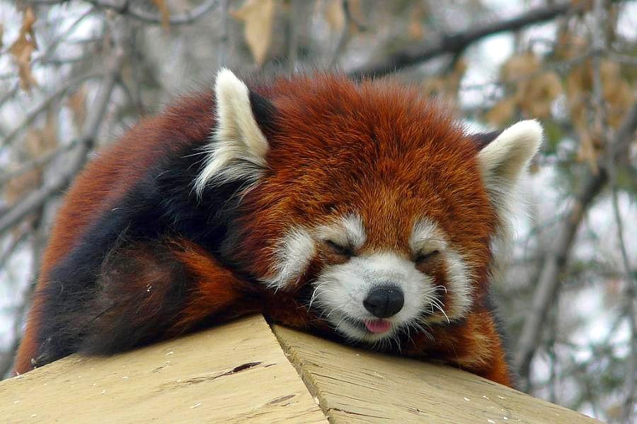 Red Panda Wallpaper Snow , HD Wallpaper & Backgrounds