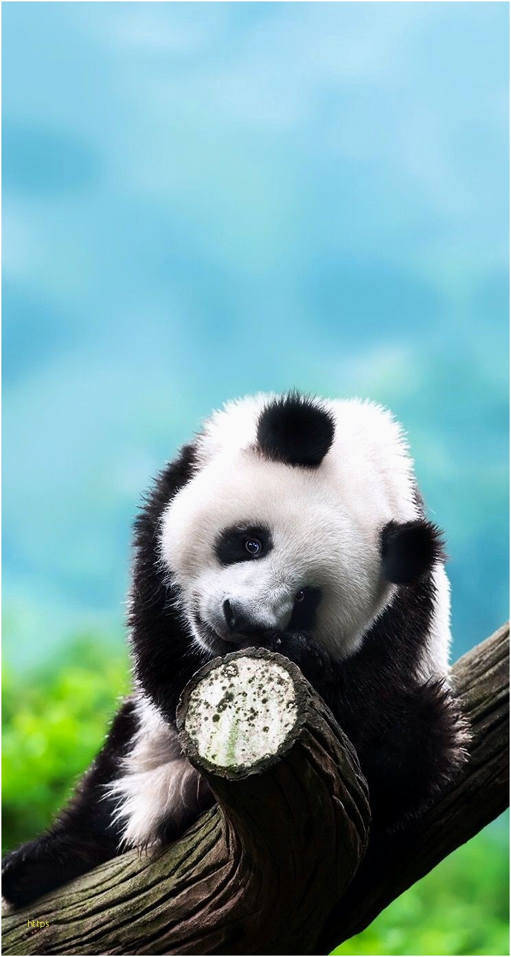 Red Panda Wallpaper Lovely Be A Panda Wallpapers Luxury - Beautiful Panda , HD Wallpaper & Backgrounds