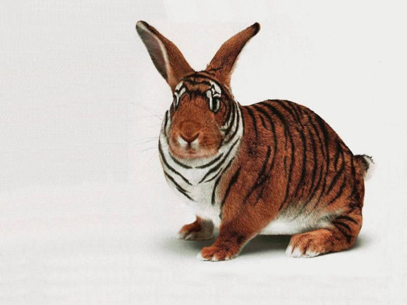 Red - Rabbit Tiger , HD Wallpaper & Backgrounds