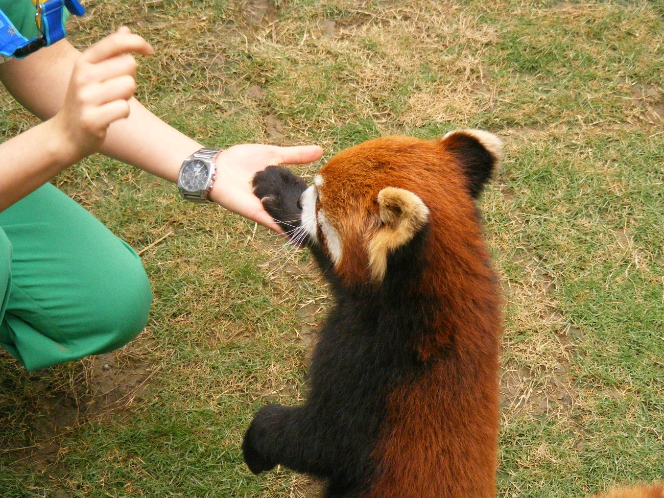 Red Pandas Images Red Pandas In Ocean Park Hong Kong - Red Panda , HD Wallpaper & Backgrounds